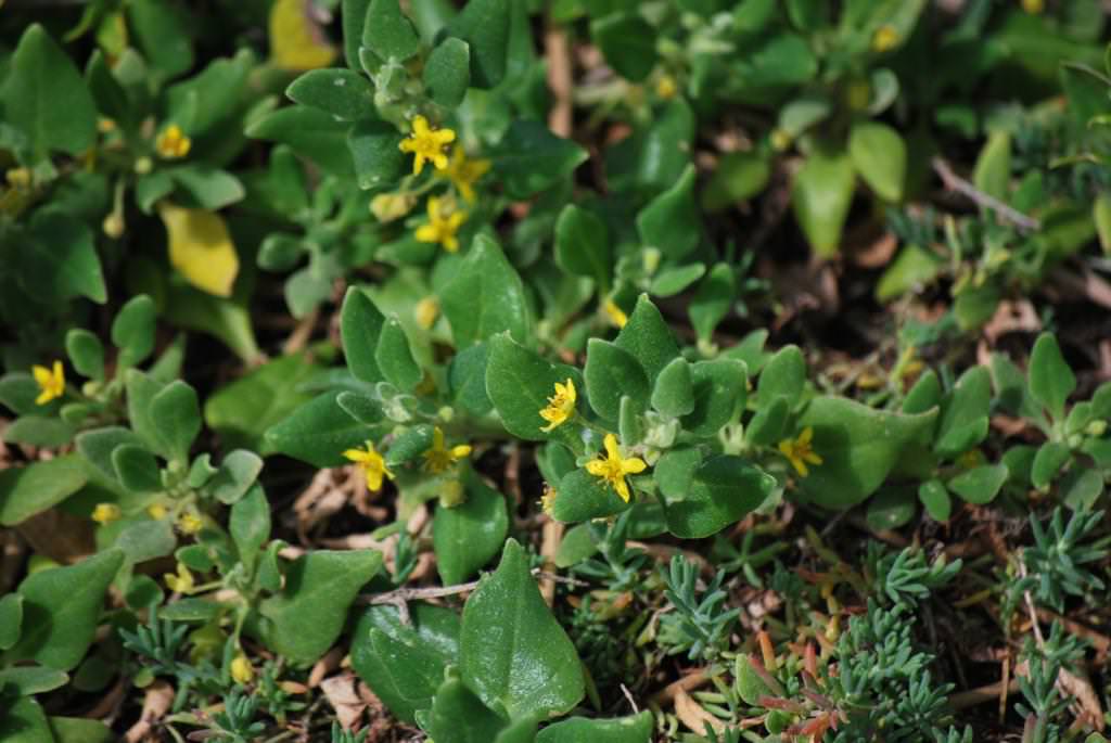 Bower Spinach - Tetragonia implexicoma - Flower.jpg